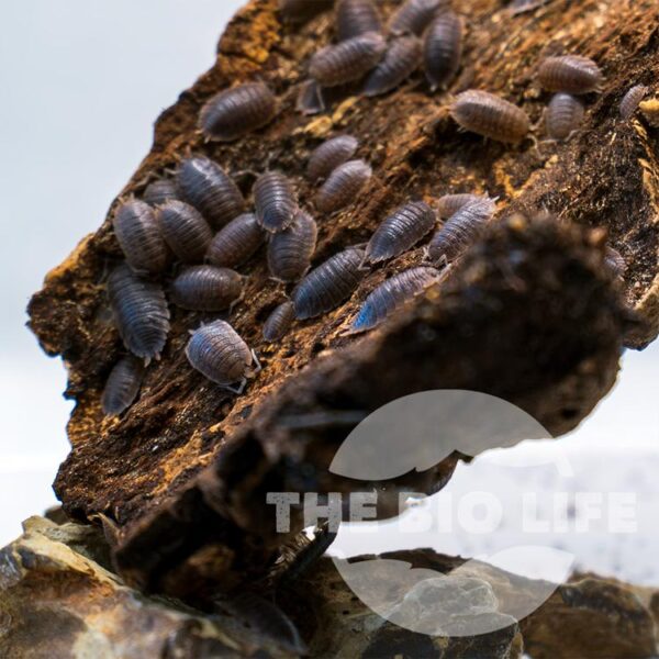 Porcellio dilatatus - ‘Giant Canyon’